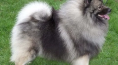 Wolfspitz (foto): priateľský a jemný domáce zviera